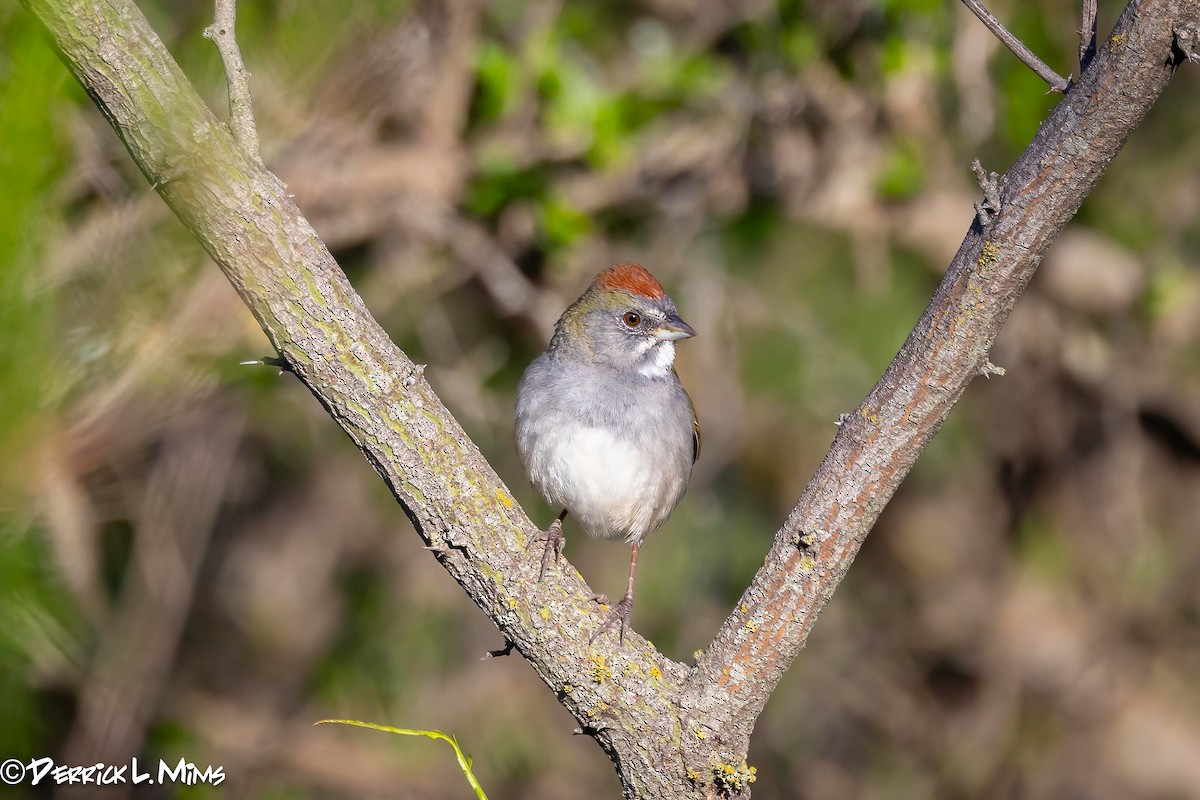 Green-tailed Towhee - ML616572691