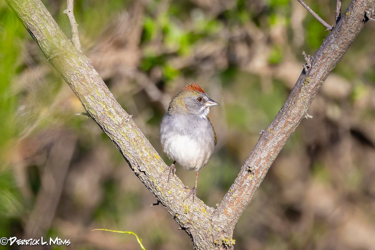 Green-tailed Towhee - ML616572693