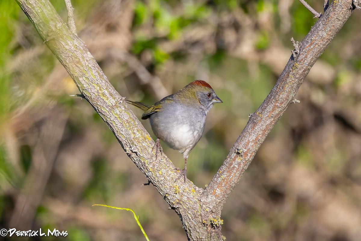 Green-tailed Towhee - ML616572694
