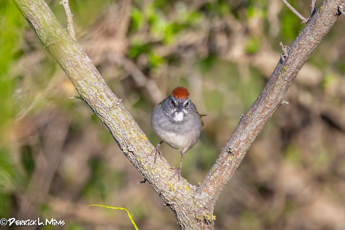 Green-tailed Towhee - ML616572695