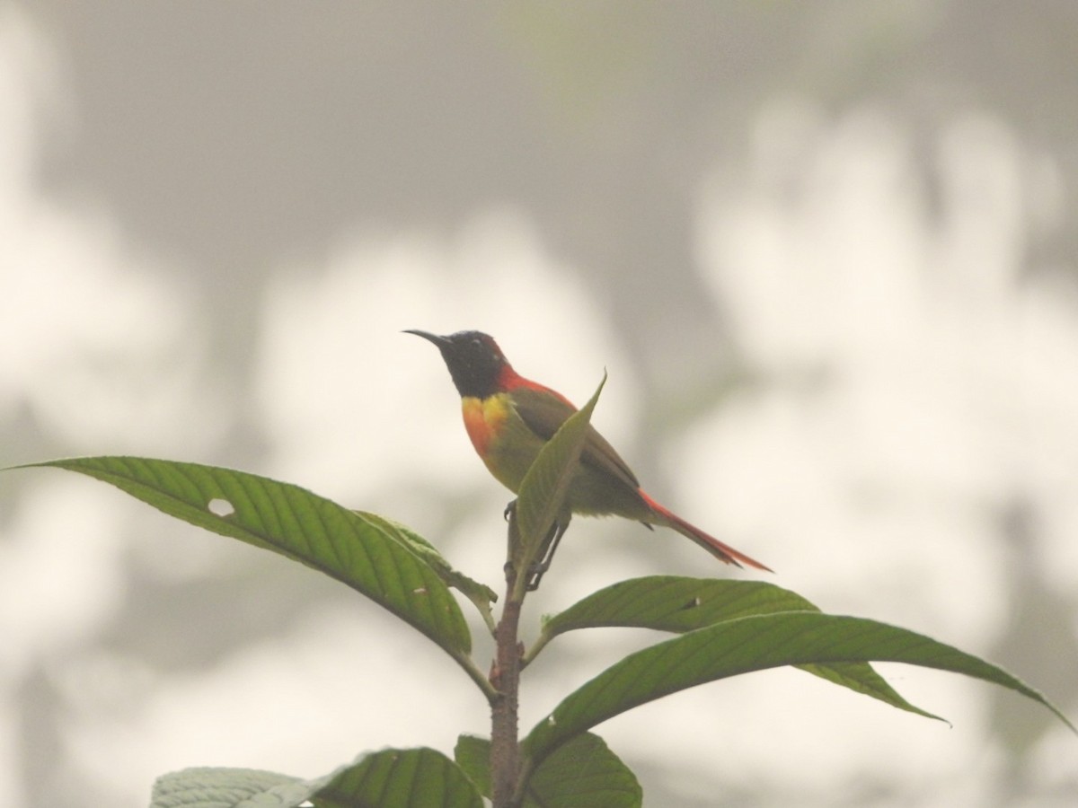 Fire-tailed Sunbird - Chaiti Banerjee