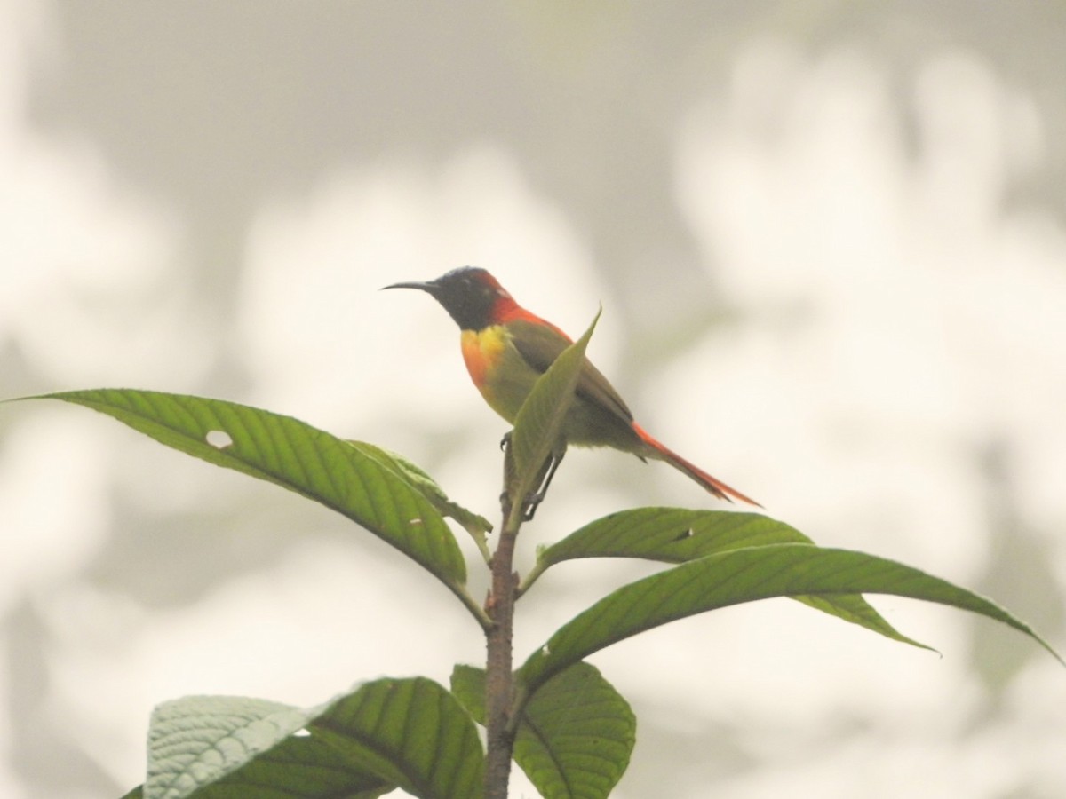 Fire-tailed Sunbird - Chaiti Banerjee