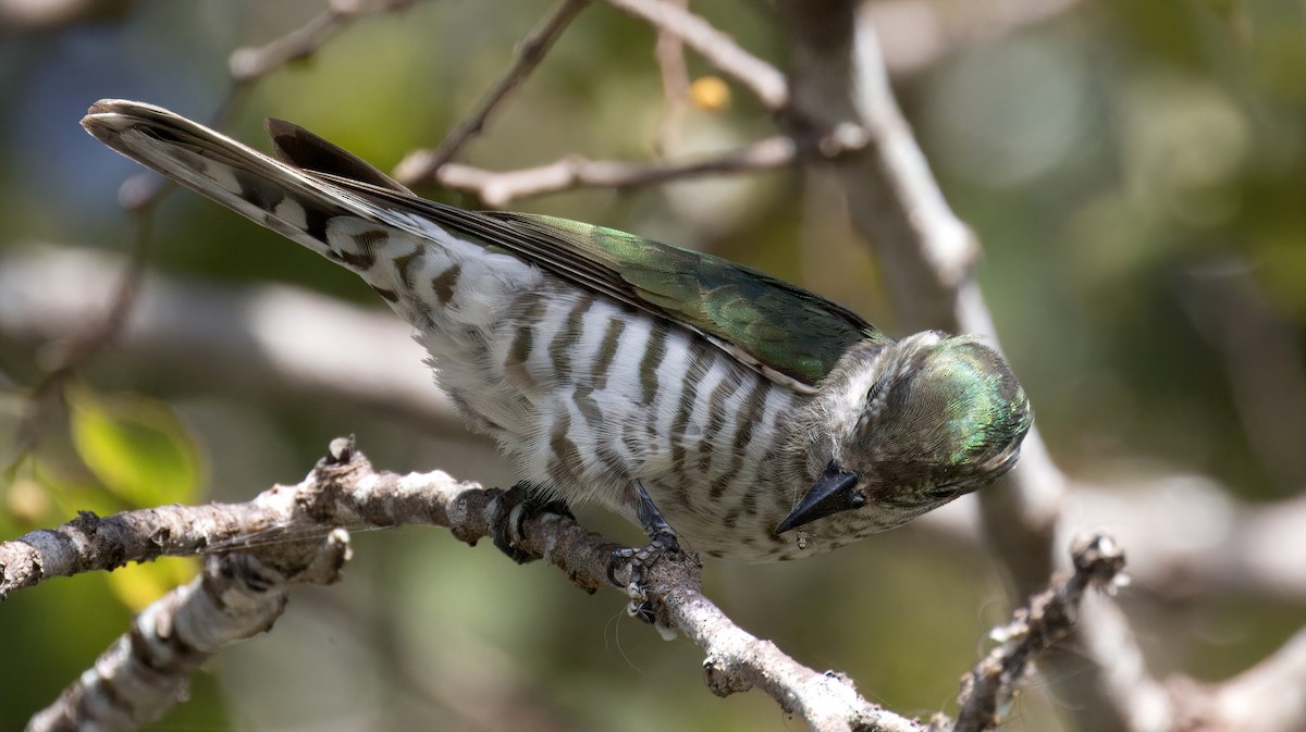 Shining Bronze-Cuckoo (Shining) - Tom Tarrant