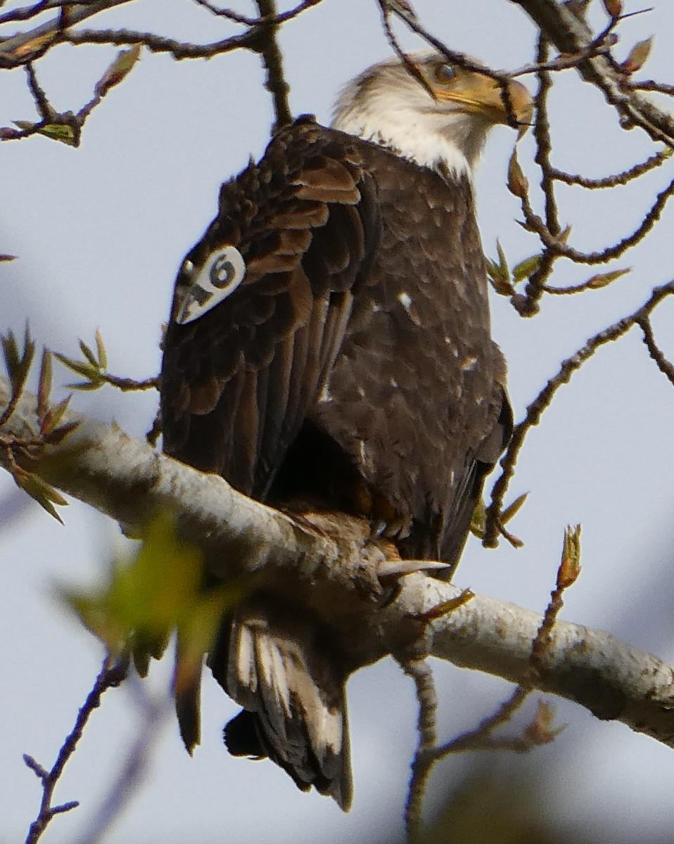 Ak Başlı Kartal - ML616572783