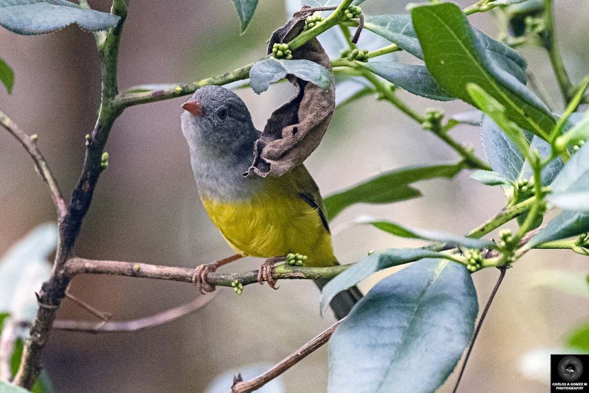 Gray-hooded Bush Tanager - Carlos Andrés Gómez Morales