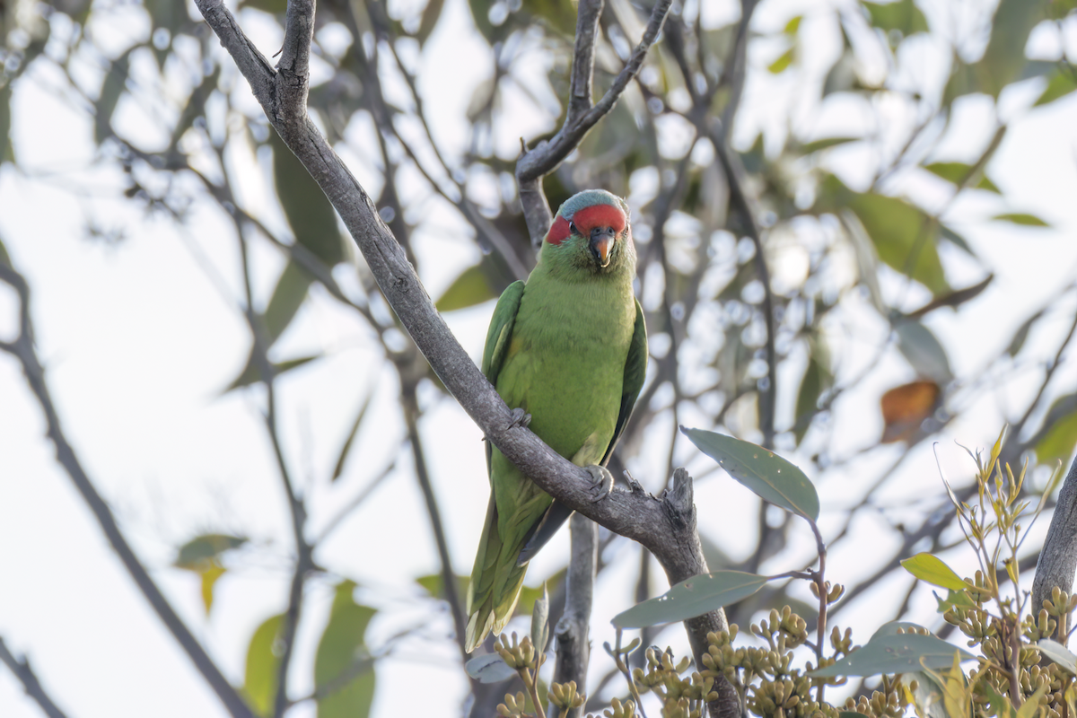 Musk Lorikeet - ML616572855