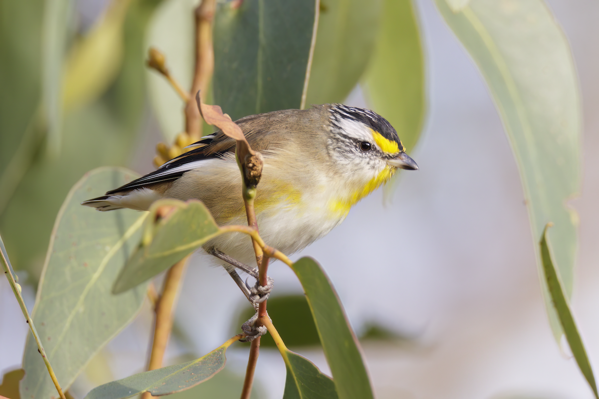 Pardalote à point jaune - ML616572864