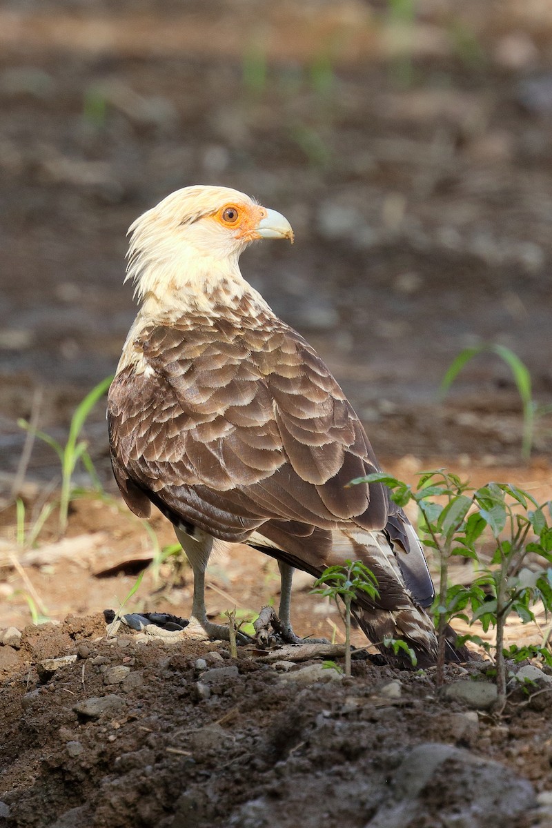 Yellow-headed Caracara - ML616572870