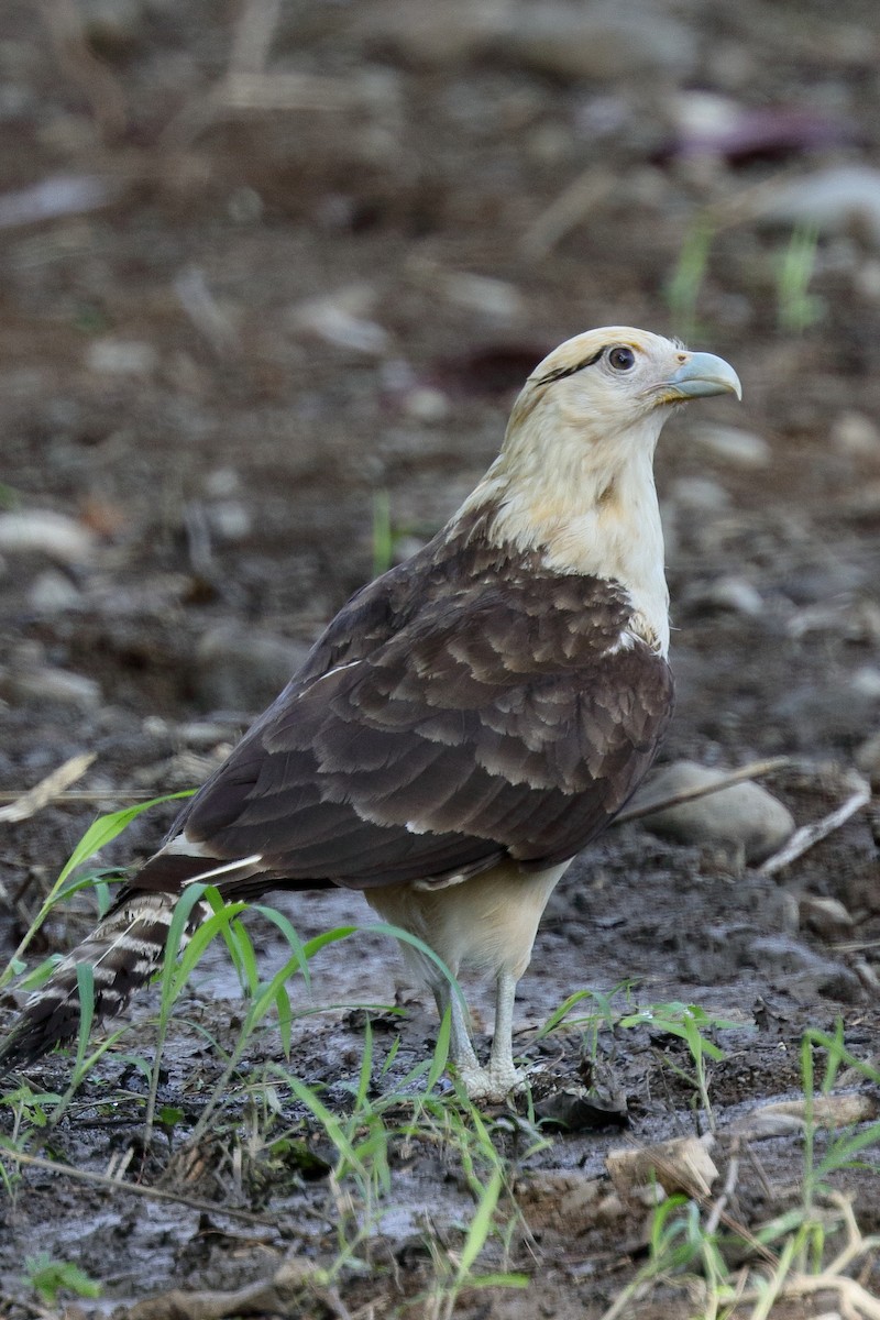 Yellow-headed Caracara - ML616572876