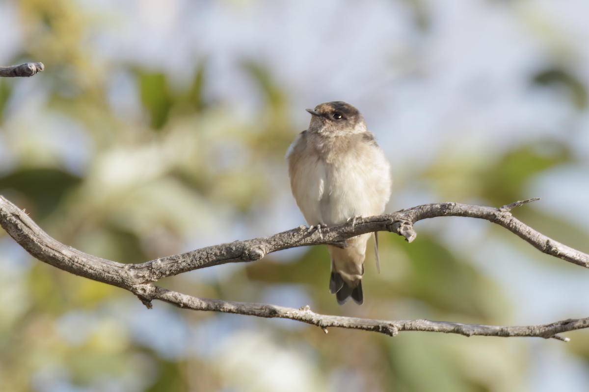 Hirondelle des arbres - ML616572882