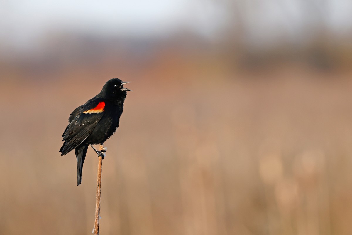 Red-winged Blackbird - Shari  McCollough
