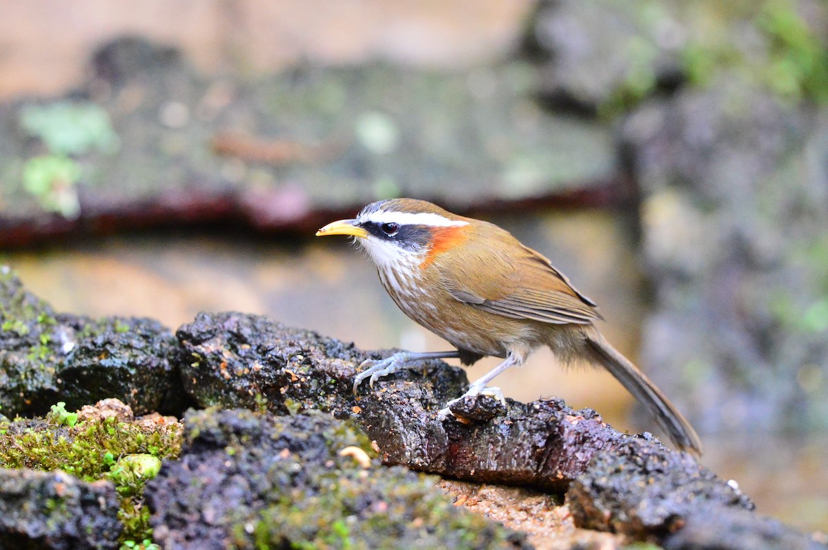 Streak-breasted Scimitar-Babbler - ML61657291