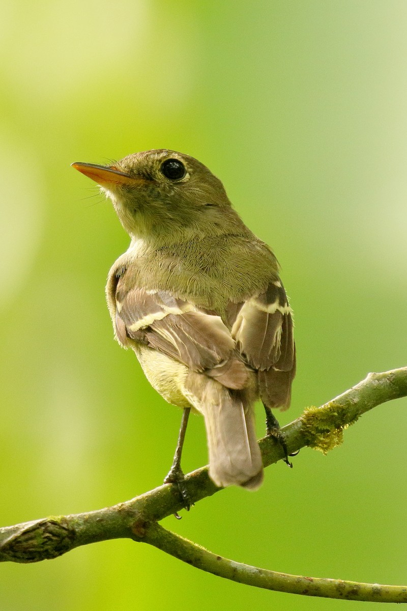 Yellow-bellied Flycatcher - ML616572910