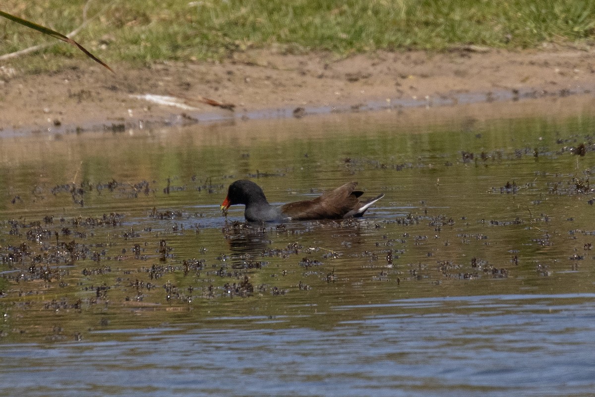 Common Gallinule - ML616572919