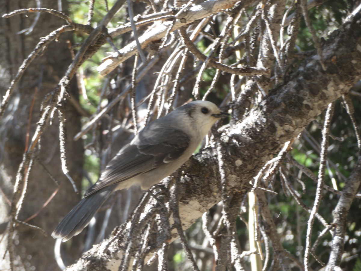 Canada Jay - ML616572936