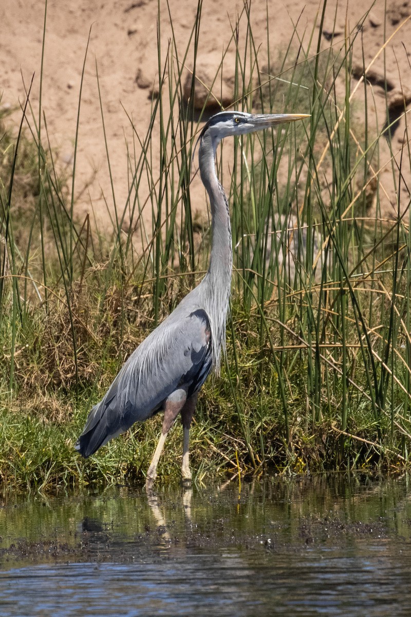 Great Blue Heron - ML616572985