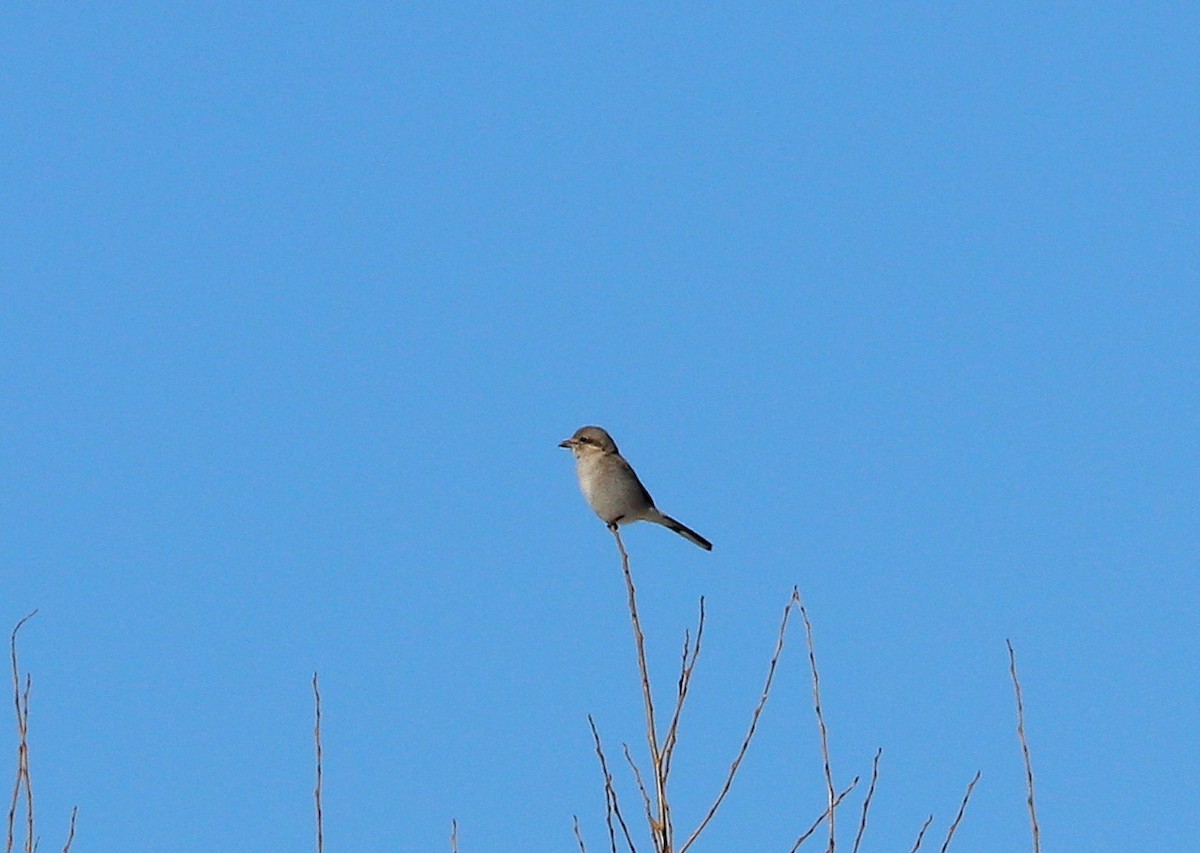 Northern Shrike - ML616573038