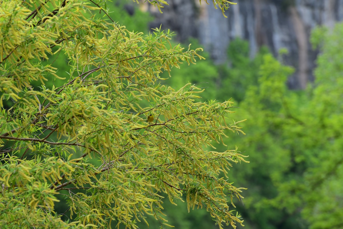 Common Yellowthroat - ML616573064