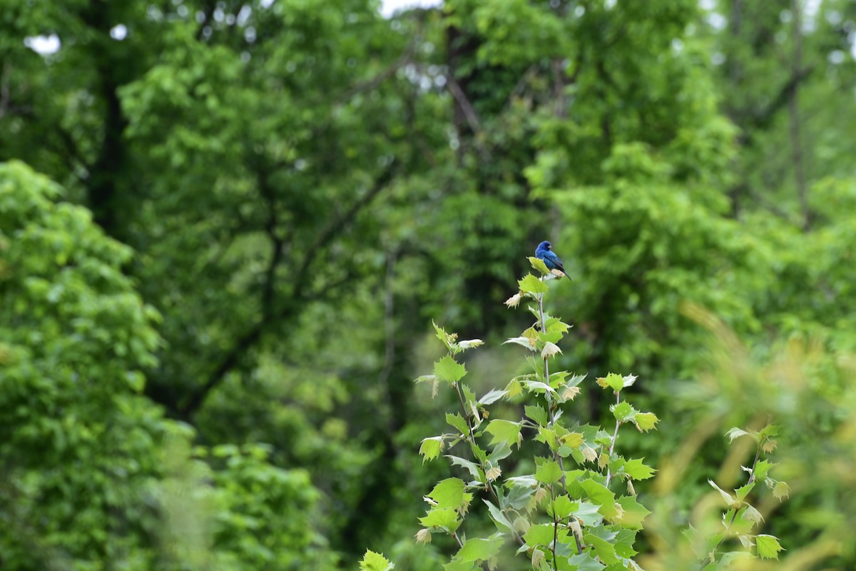 Indigo Bunting - ML616573089