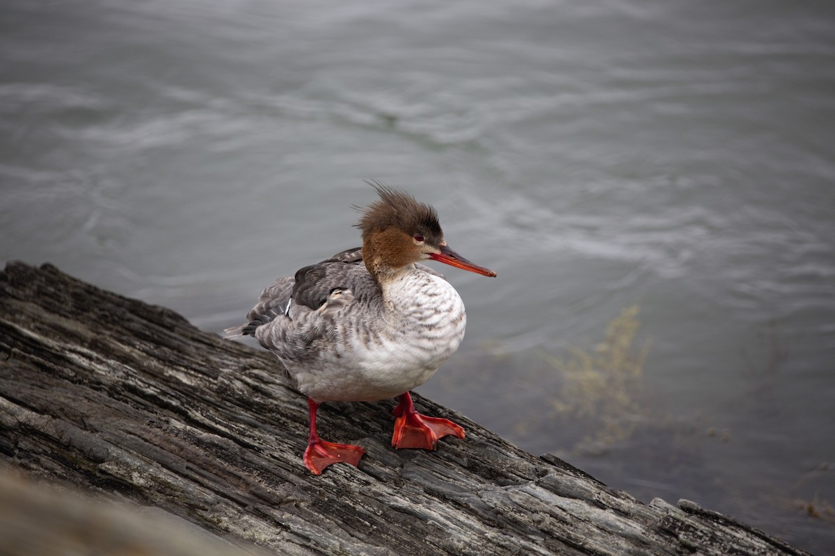 Red-breasted Merganser - ML616573094