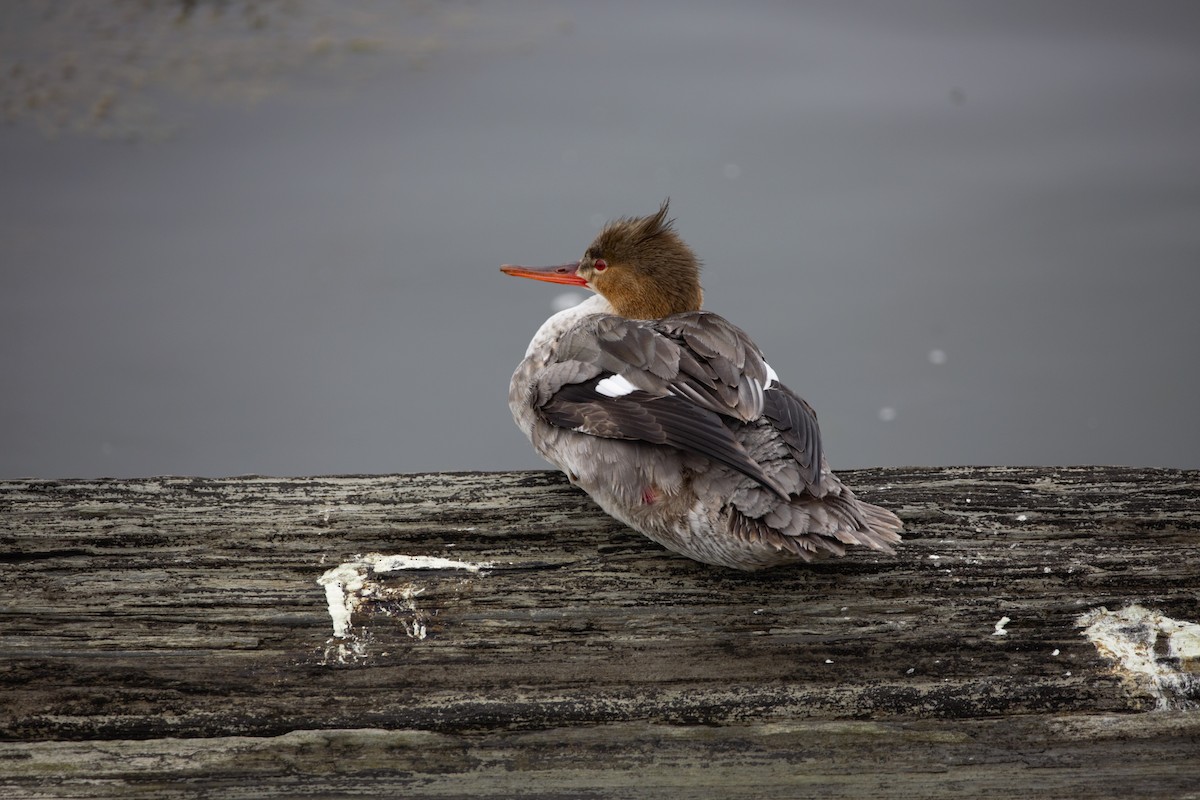 Red-breasted Merganser - Nancy Posey