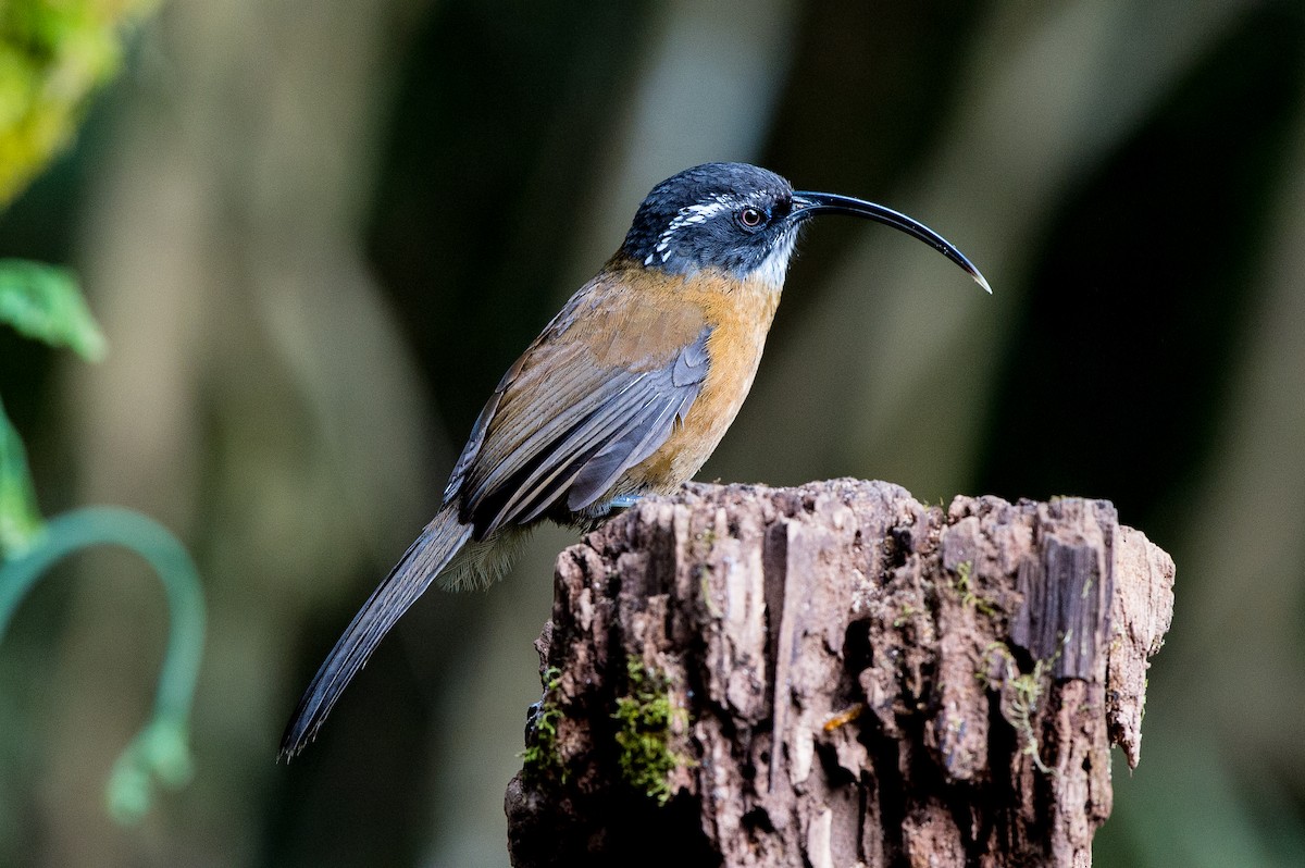 Slender-billed Scimitar-Babbler - ML61657311