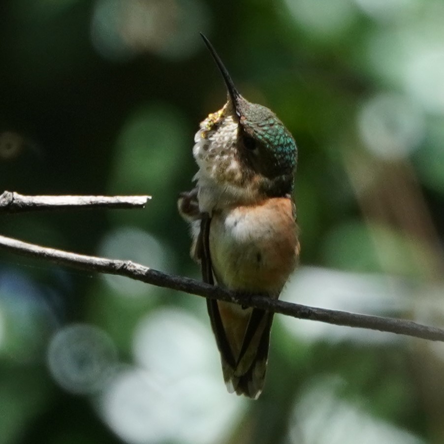 Allen's Hummingbird - ML616573180