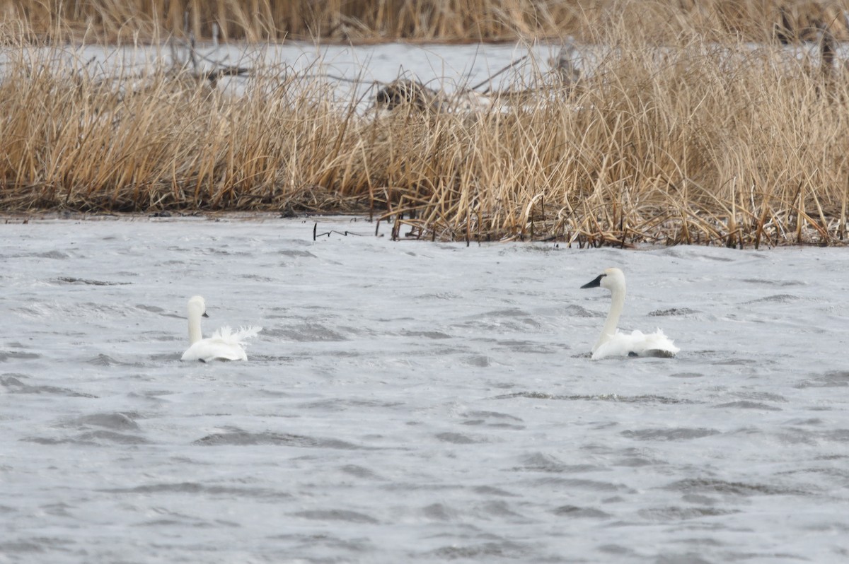 Tundra Swan - ML616573183