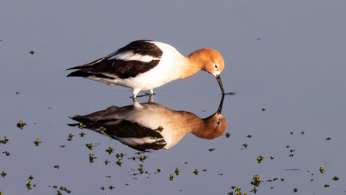 Avocette d'Amérique - ML616573195