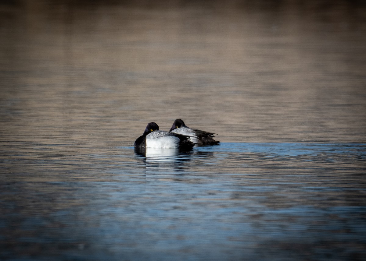 Lesser Scaup - ML616573234