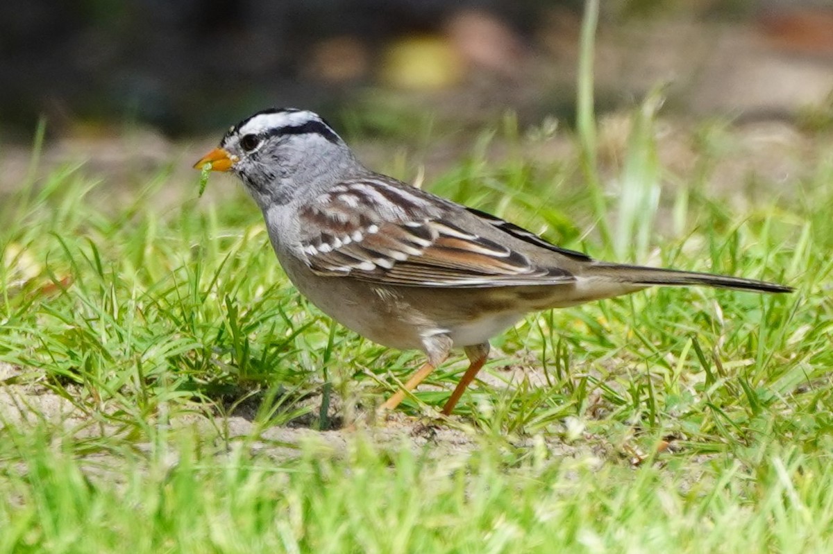 White-crowned Sparrow - ML616573262