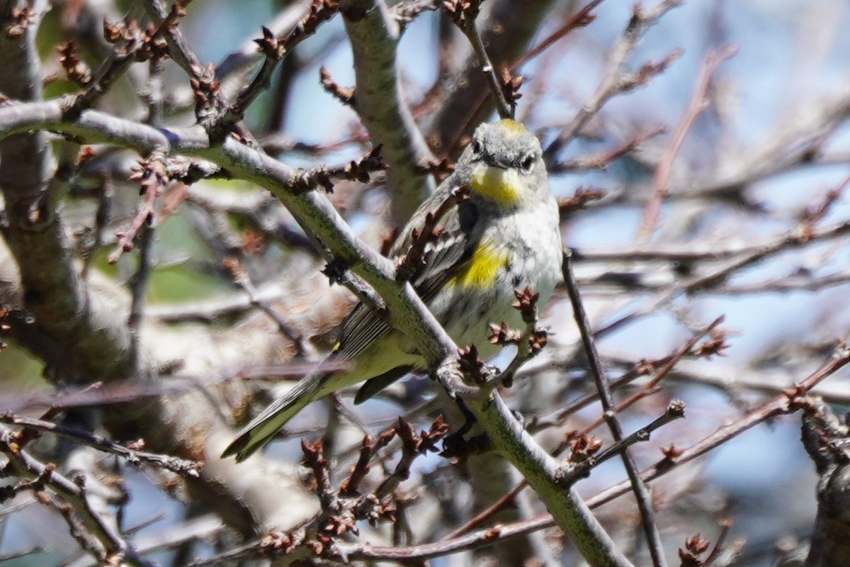 Yellow-rumped Warbler - ML616573298