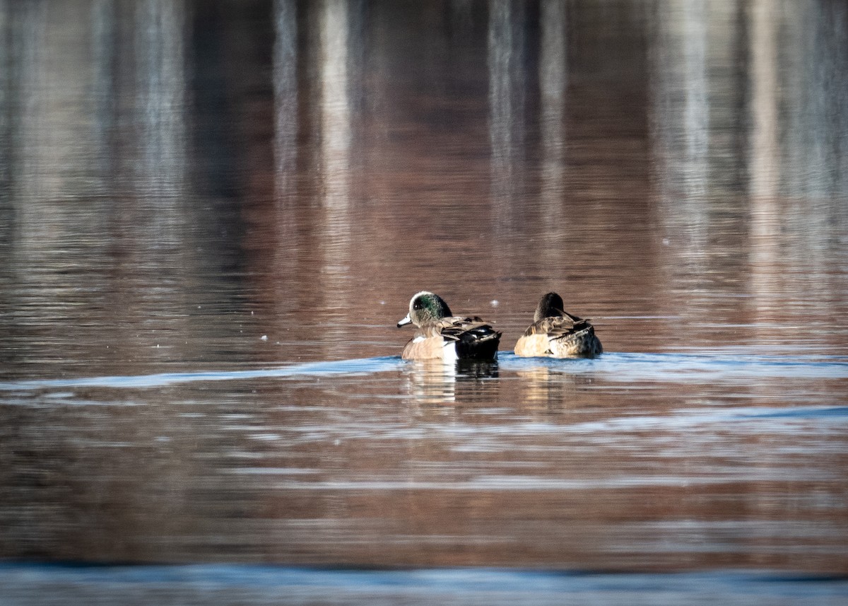 American Wigeon - Kirk Miller