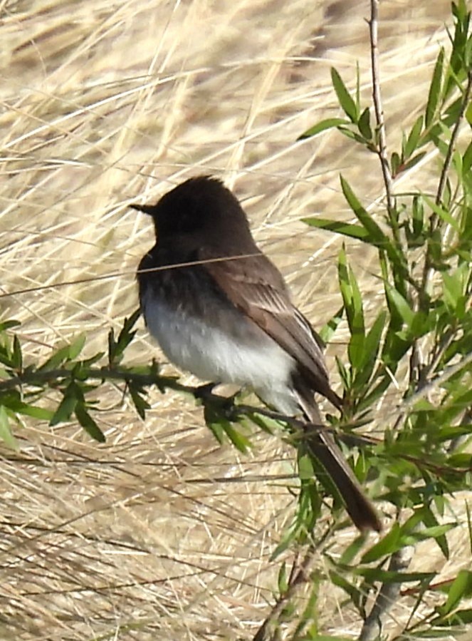 Black Phoebe - ML616573340