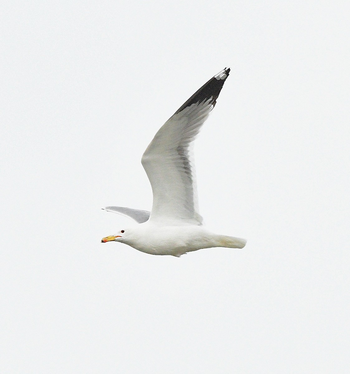 Gaviota Californiana - ML616573372