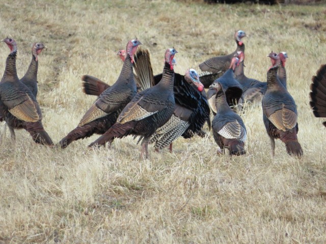 Wild Turkey - ML616573402