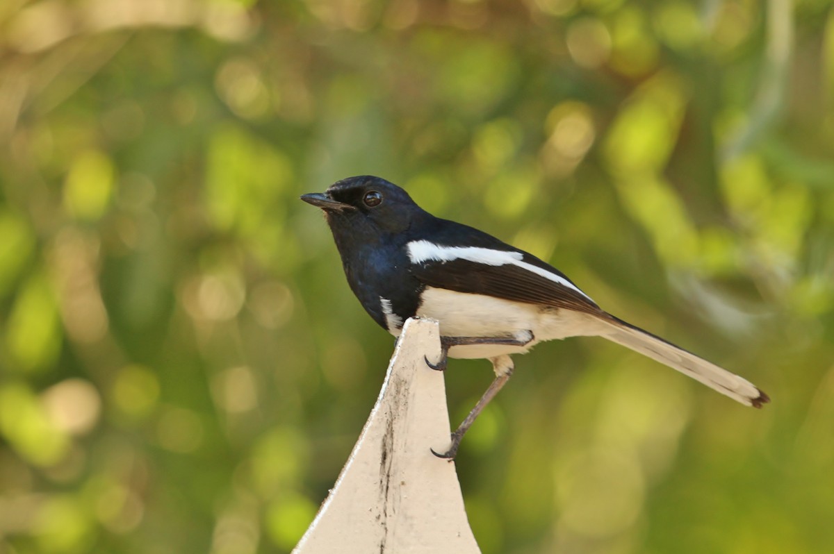 Madagascar Magpie-Robin - Scott Watson