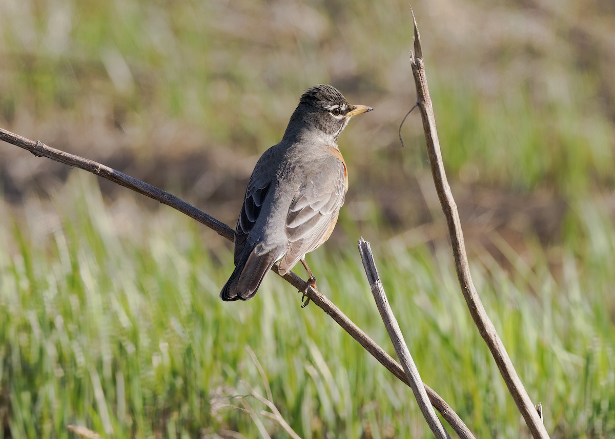 American Robin - ML616573511