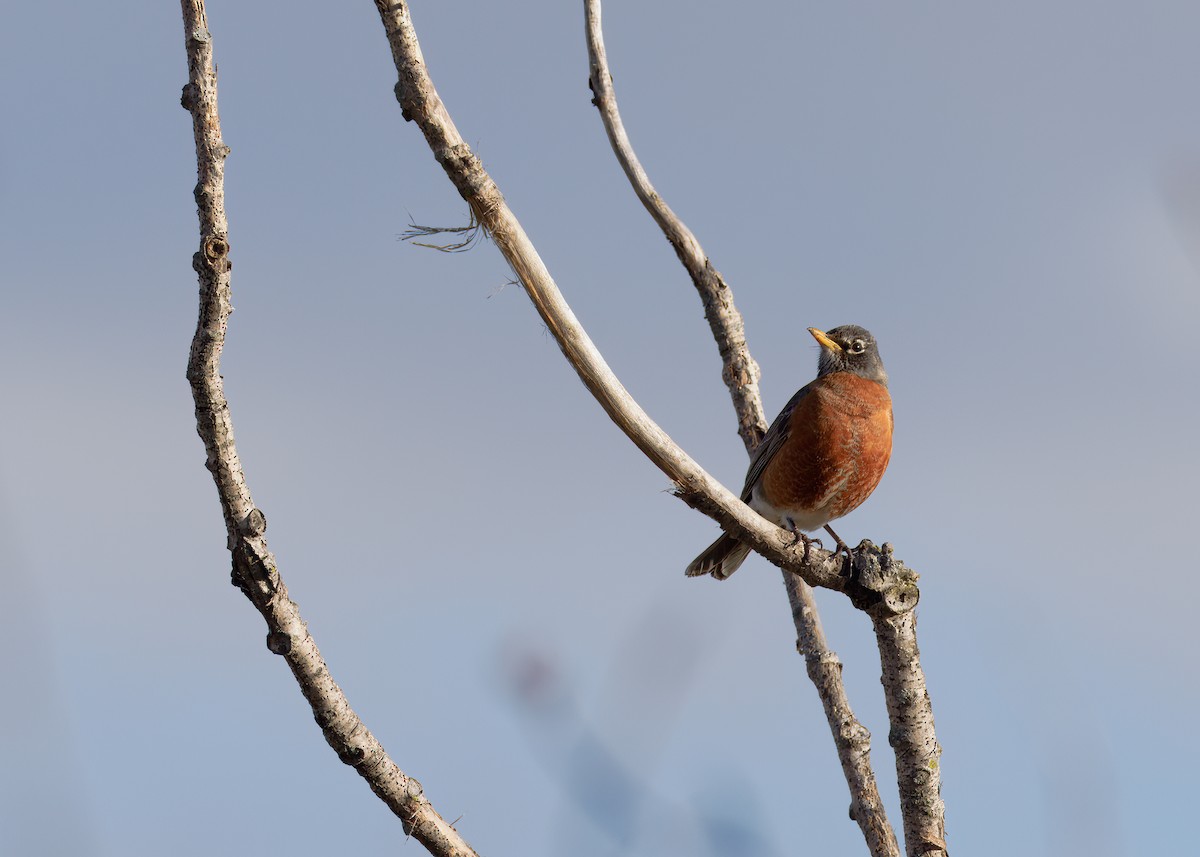 American Robin - ML616573515