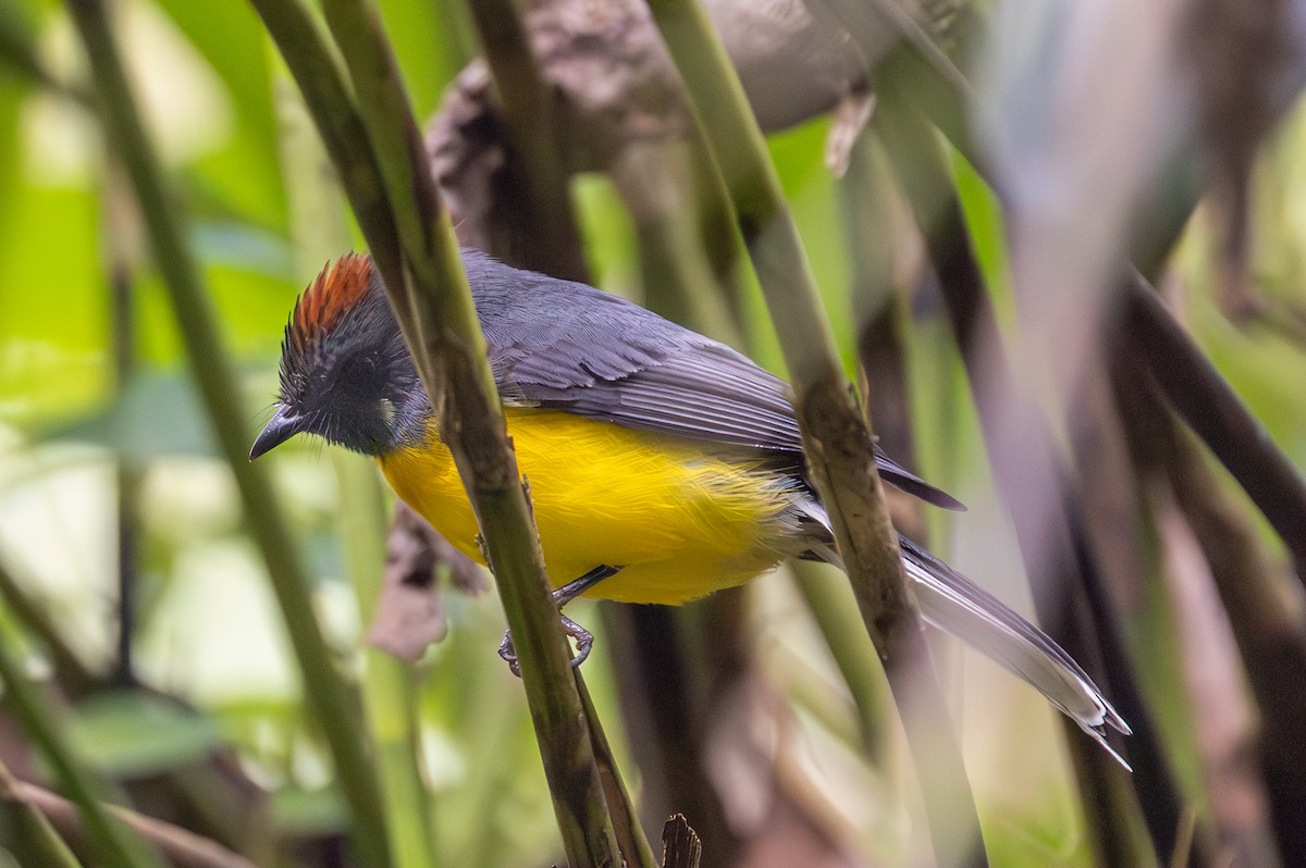 Slate-throated Redstart - Lutz Duerselen