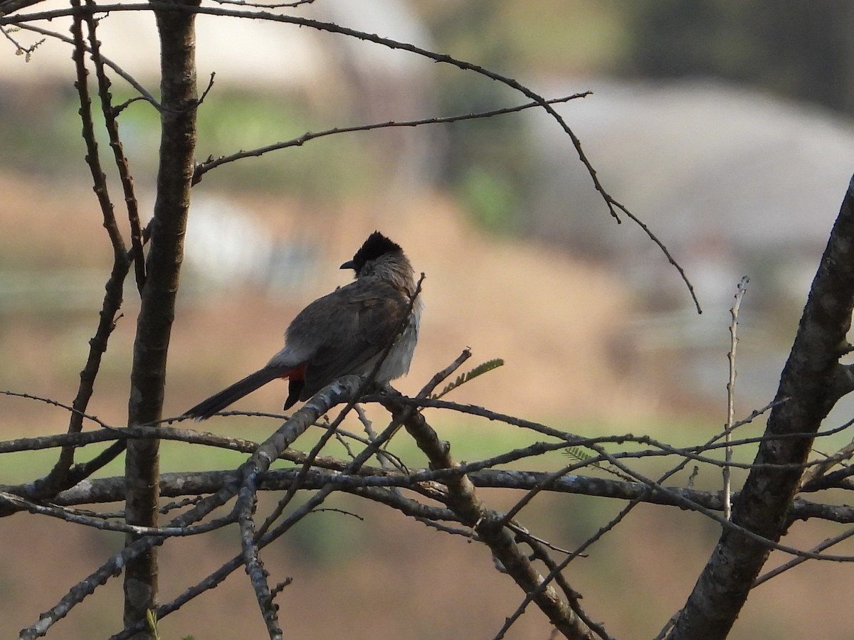 Sooty-headed Bulbul - ML616573554