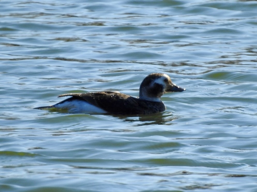 Long-tailed Duck - ML616573555