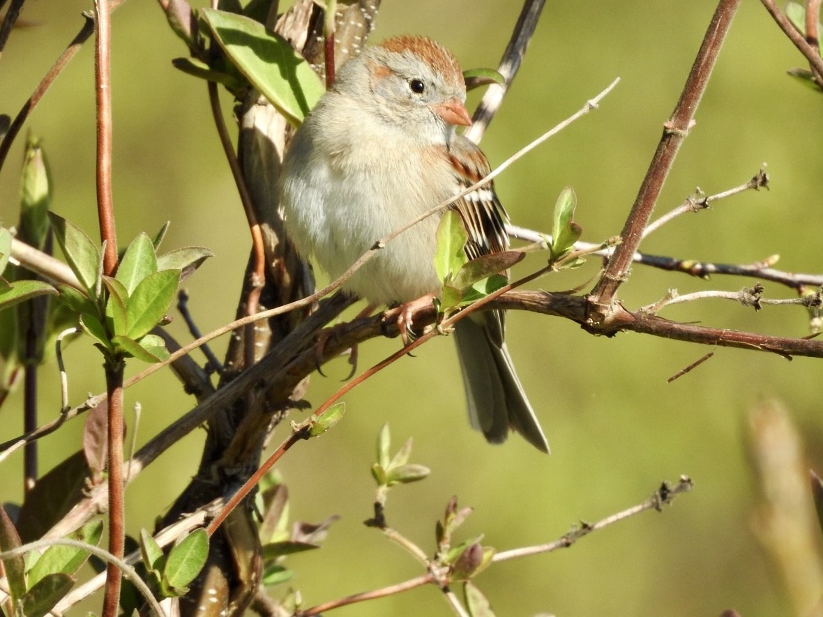 Field Sparrow - ML616573590