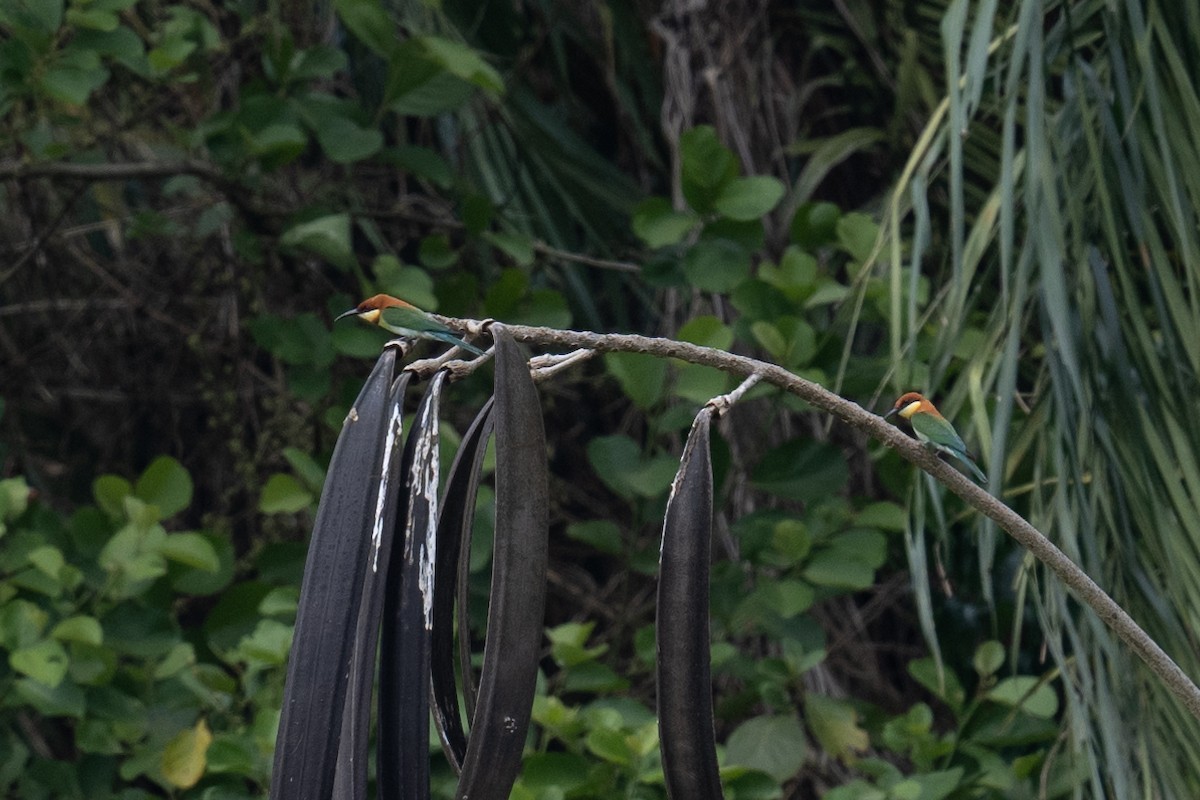 Chestnut-headed Bee-eater - ML616573620