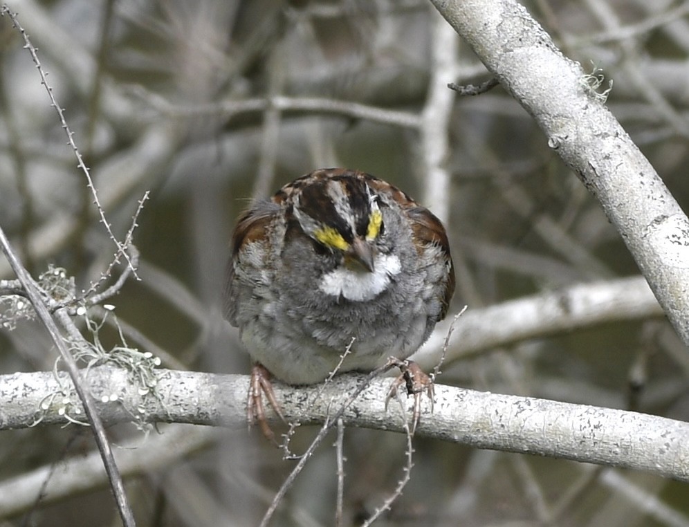 White-throated Sparrow - Cyndy Hardaker