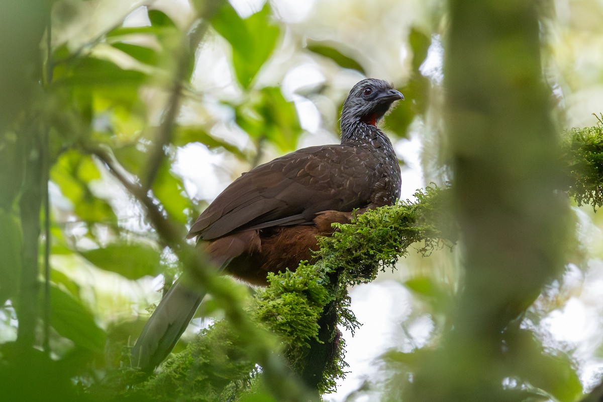 Speckled Chachalaca - Lutz Duerselen