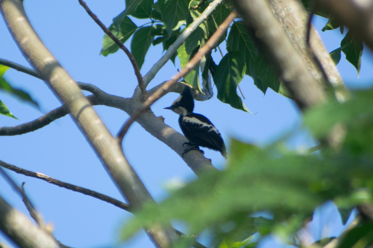 Heart-spotted Woodpecker - ML616573644
