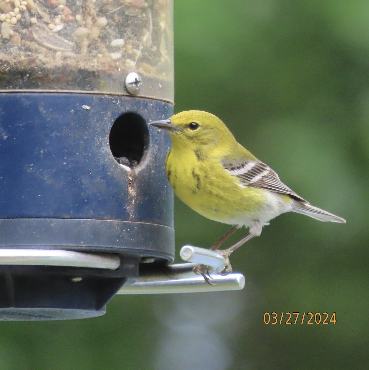 Pine Warbler - Susan Leake