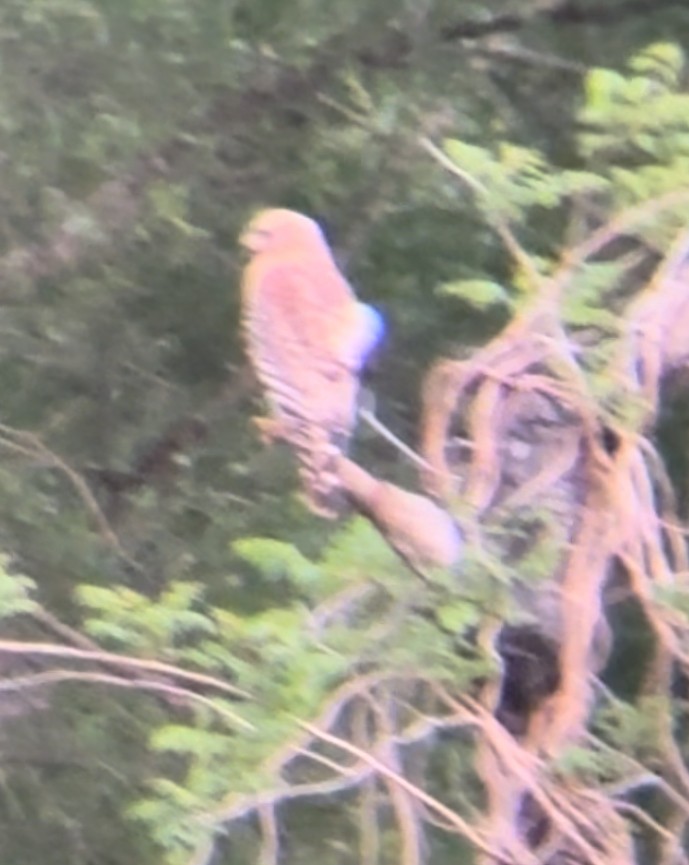 Red-shouldered Hawk - ML616573874