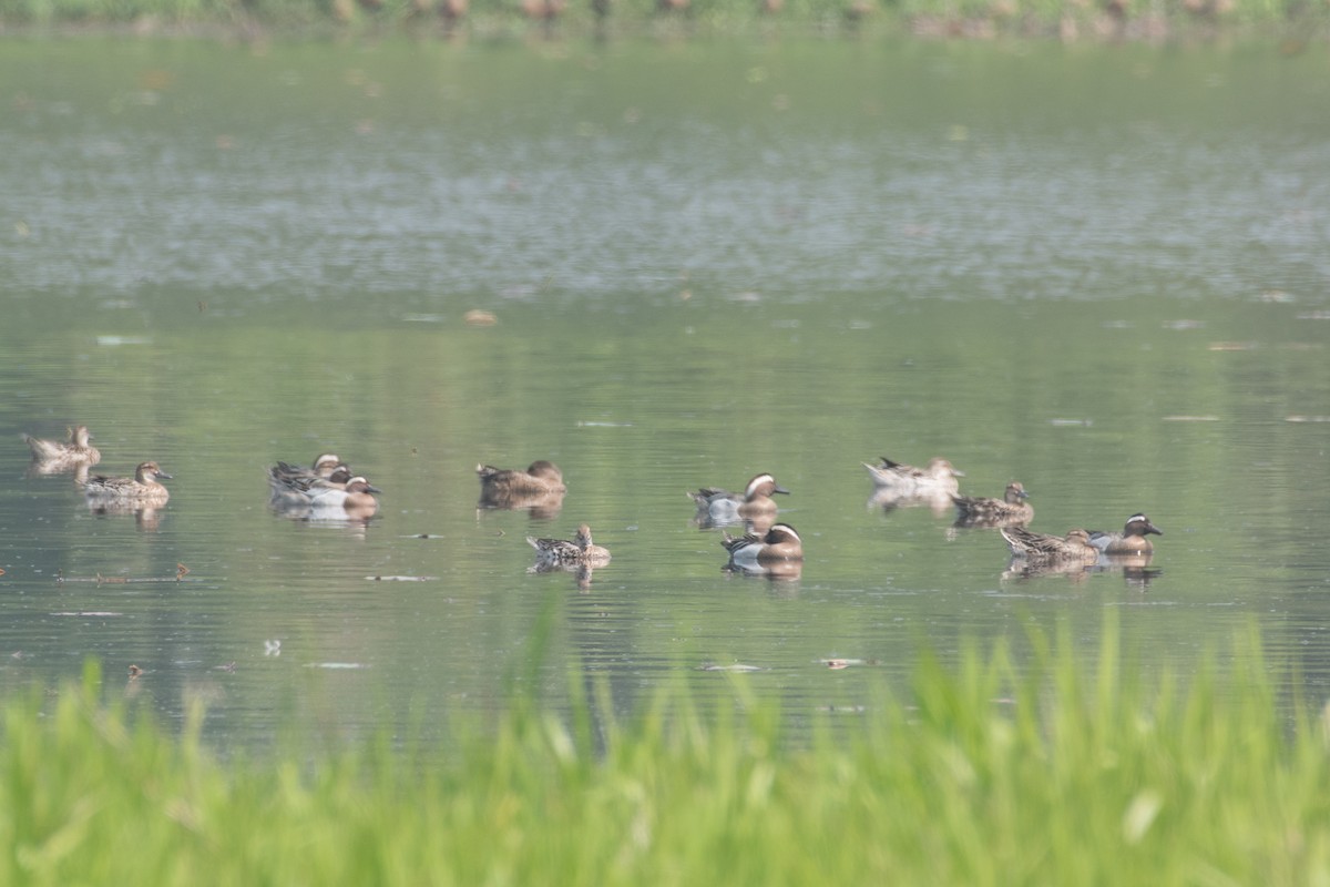 Garganey - ML616573902